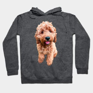 Cockapoo Cavapoo Labradoodle Goldendoodle Doodles Hoodie